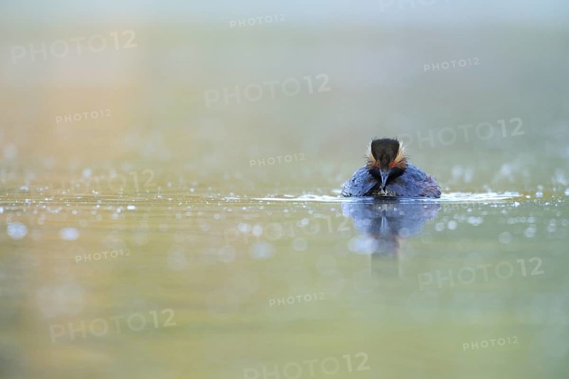 Black-necked Grebe (Podiceps nigricollis) Bavaria, Germany