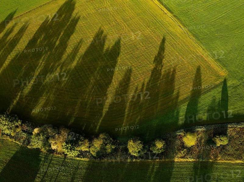 Drone image, tracks on a mown meadow with shadow of trees, from above, structure, agriculture, agricultural landscape, Oberhofen, Hausruckviertel, Upper Austria, Austria