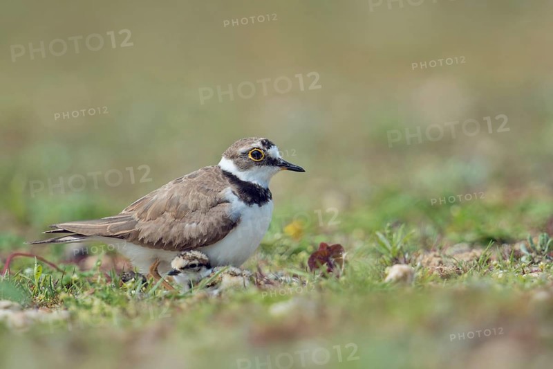 Little Ringed Plover (Charadrius dubius) huddling on field, North Rhine-Westphalia, Germany