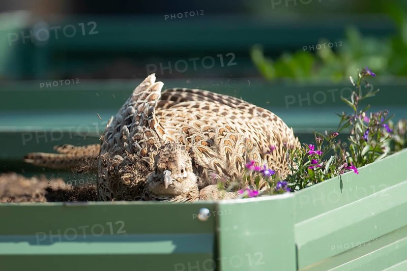 Common pheasant (Phasianus colchicus) adult female game bird dust bathing on a garden raised bed, England, United Kingdom