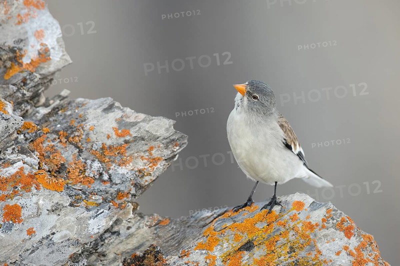 White-winged Snowfinch (Montifringilla nivalis), Valais, Switzerland