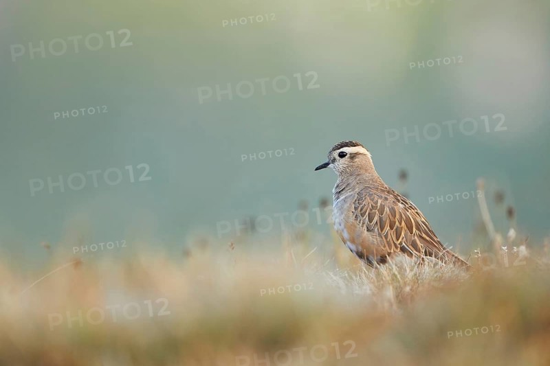 Eurasian Dotterel (Charadrius morinellus), Grisons, Switzerland