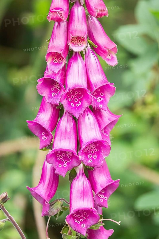 Close up of vibrant pink foxglove flowers blooming in a lush garden, showcasing the intricate bell shaped petals against a soft green background, epitomizing natural beauty