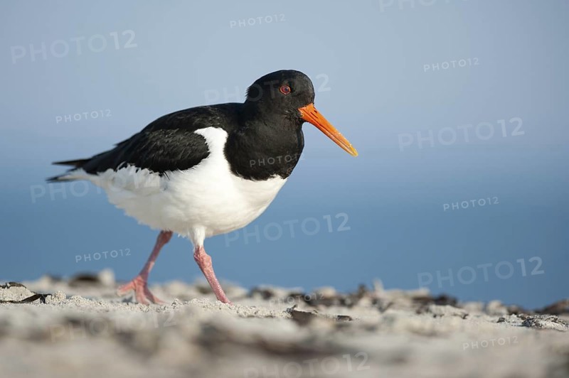 Eurasian Oystercatcher (Haematopus ostralegus), Schleswig-Holstein, Germany
