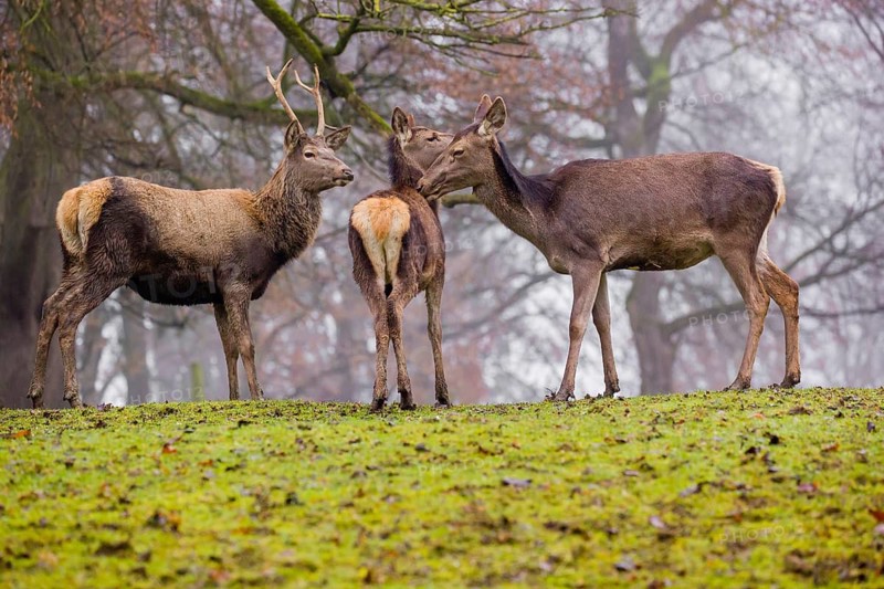 A Red Deer hind with her calf (Cervus elaphus) and a young stag stand on a green meadow at a forest edge on a foggy day