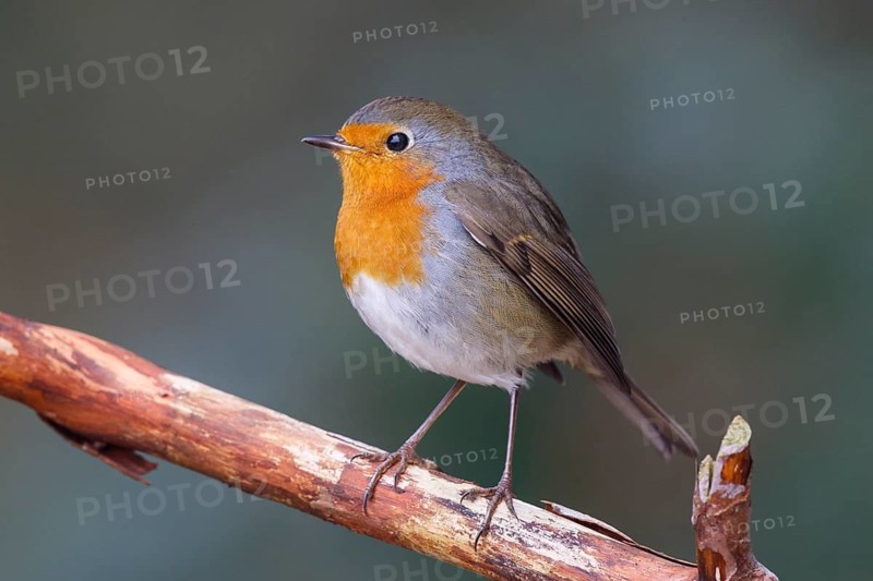 European Robin (Erithacus rubecula), North Rhine-Westphalia, Germany