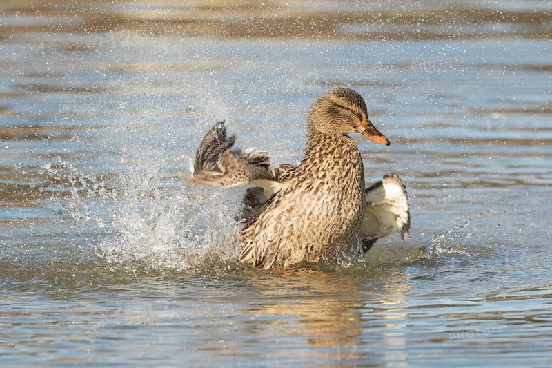 Mallard (Anas platyrhynchos) female bathing, Bavaria, Germany