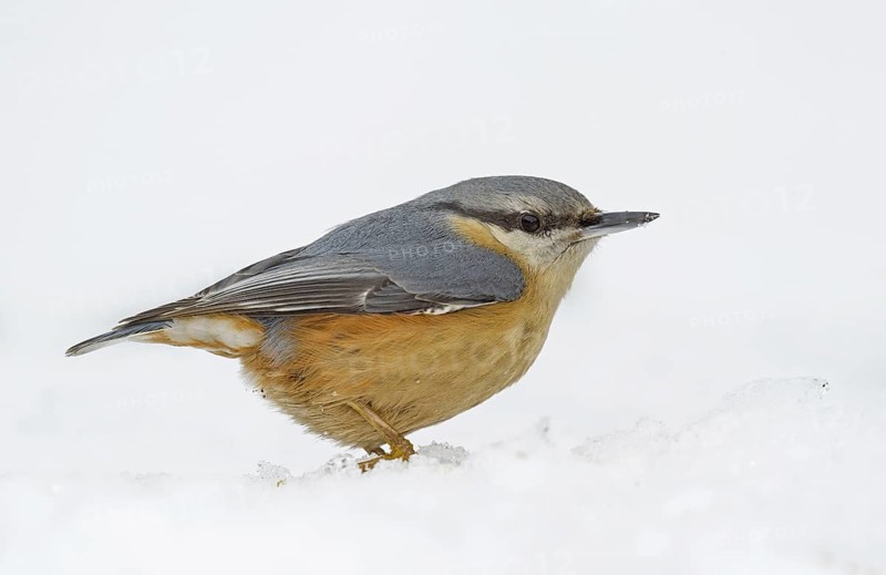 Eurasian Nuthatch (Sitta europaea) on snow, Aosta Valley, Italy