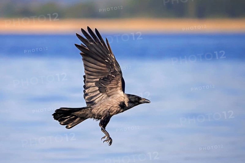 Northern European hooded crow (Corvus cornix cornix, Corvus corone cornix) flying over water of lake in spring