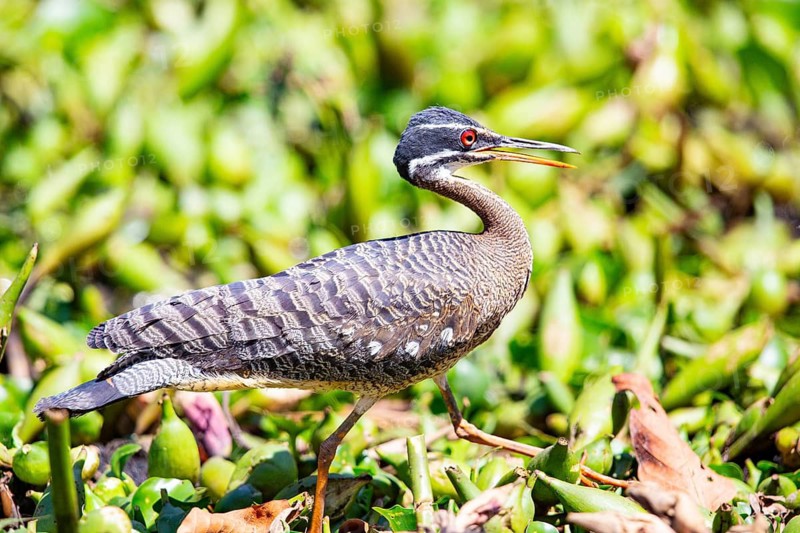 Sun rail (Eurypyga helias) Pantanal Brazil