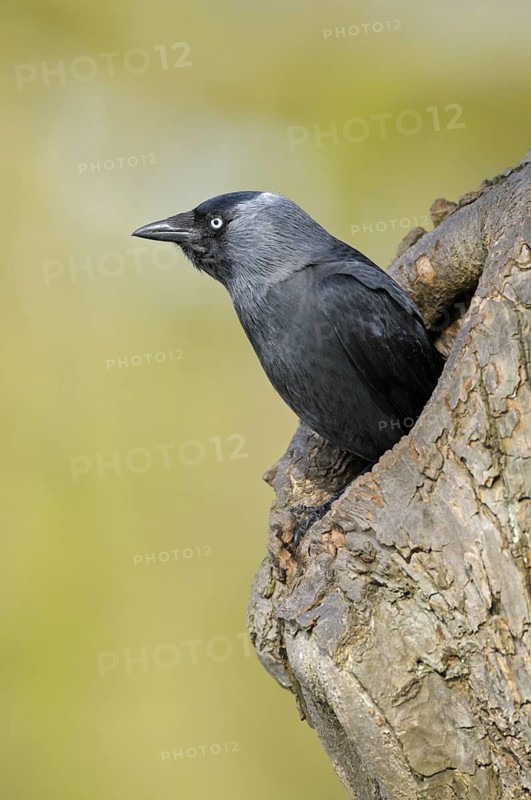 Dohle (Corvus monedula), Jackdaw, Altvogel schaut aus der Nisthoehle, beim Nestbau, April, Borken, Muensterland, Nordrhein-Westfalen, Deutschland