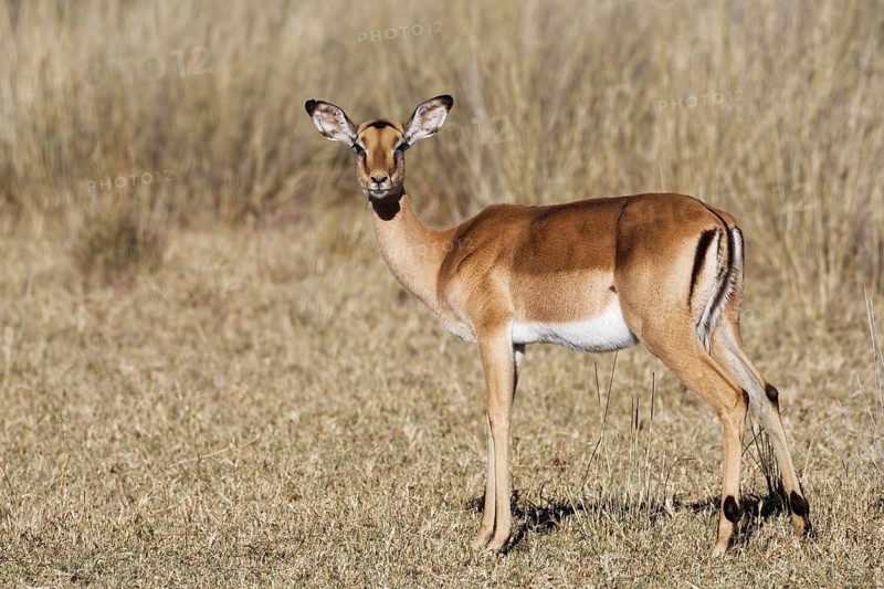 Common impala (Aepyceros melampus), adult female in dry grassland, eye contact, savanna, Mahango Core Area, Bwabwata National Park, Kavango East, Caprivi Strip, Namibia