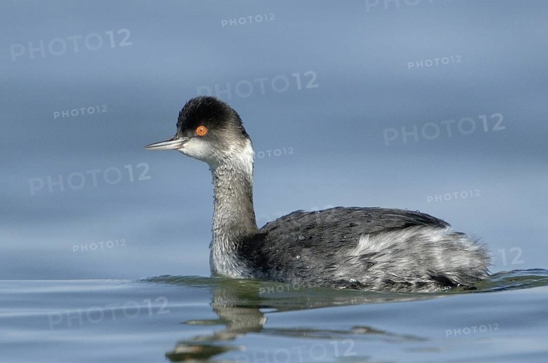 Black-necked Grebe (Podiceps nigricollis), Texas, USA