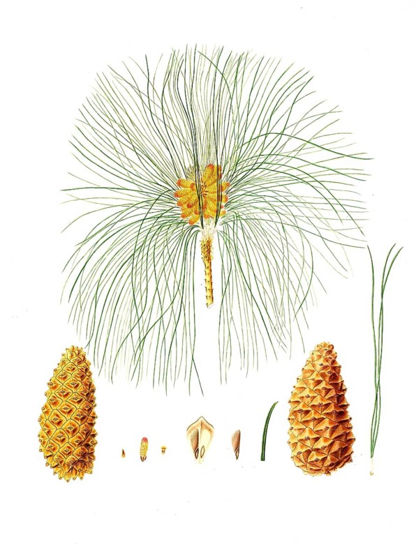Canary Island pine, Pinus canariensis, Canary pine, Canary Island pine, tree, digitally enhanced reproduction of an original by Aylmer Bourke Lambert (1761 - 1842), English botanist, published around 1810