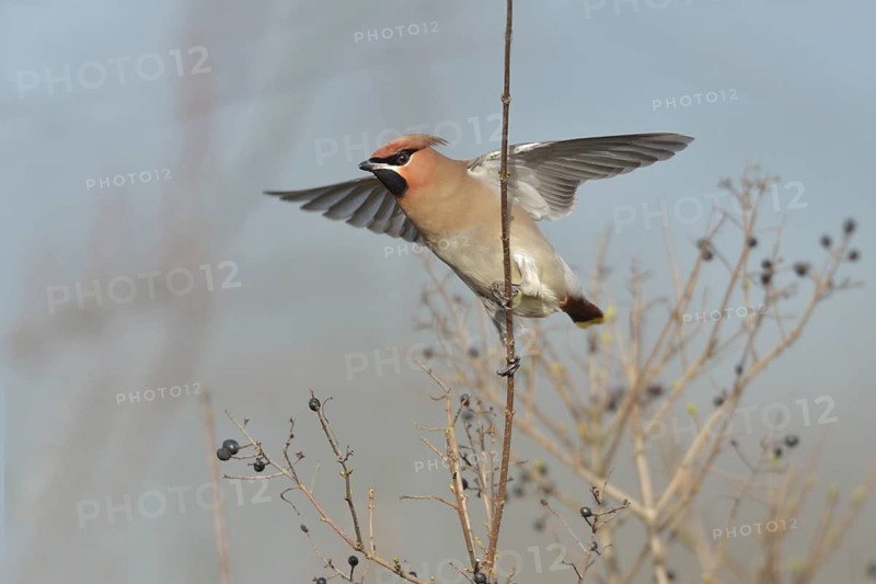 Bohemian Waxwing (Bombycilla garrulus), North Rhine-Westphalia, Germany
