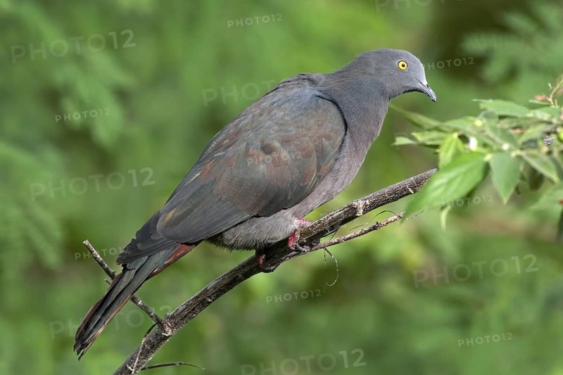 Christmas Imperial Pigeon (Ducula whartoni), Christmas Island, Australia