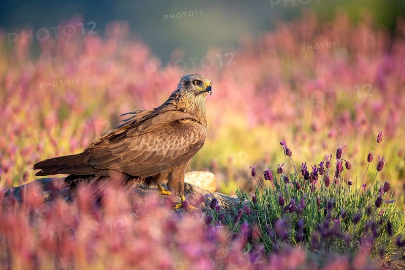 Black Kite (Milvus migrans) amongst flowers, Madrid, Spain