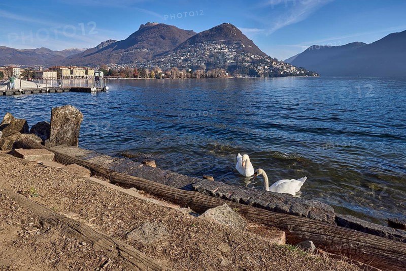 Mute swan (Cygnus olor), lakeshore, hill, village, haze, blue sky with veil clouds, Lake Lugano, Lugano, district Lugano, Ticino, Switzerland