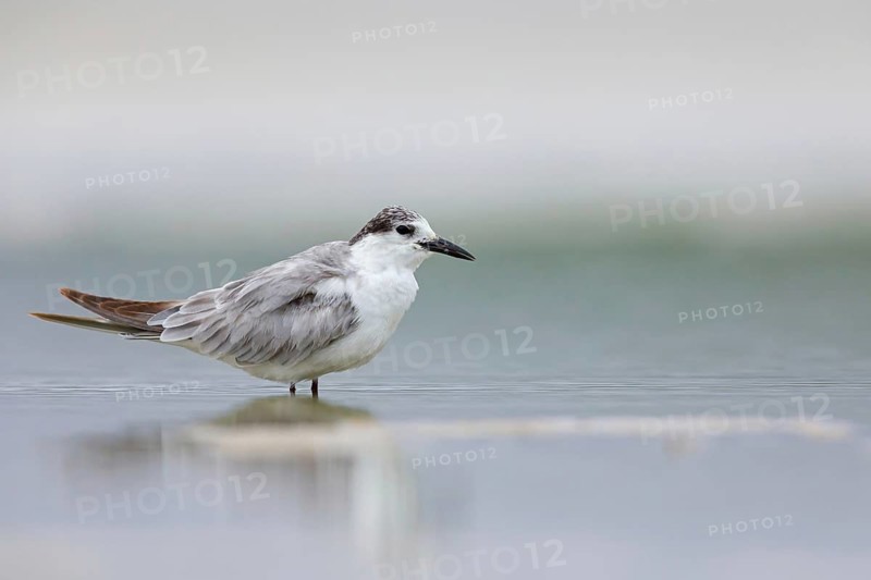 White-bearded Tern, White-bearded Tern, (Chlidonias hybridus), (Chlidonias hybrida), family of Marsh Terns, biotope, habitat, foraging, sthet in waters, East Khawr Khawr Ad Dahariz, Salalah, Dhofar, Oman