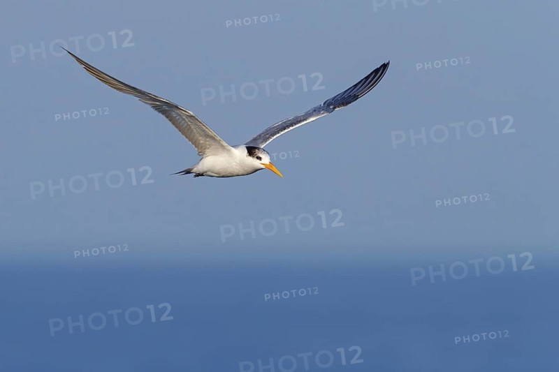 Rüppell's Tern, (Thalasseus bengalensis), (Sterne bengalensis), animals, birds, subfamily of terns, biotope, habitat, foraging, flight capture, foraging, Barr Al Hikman, Shannah, Ash Sharqiyah South, Oman