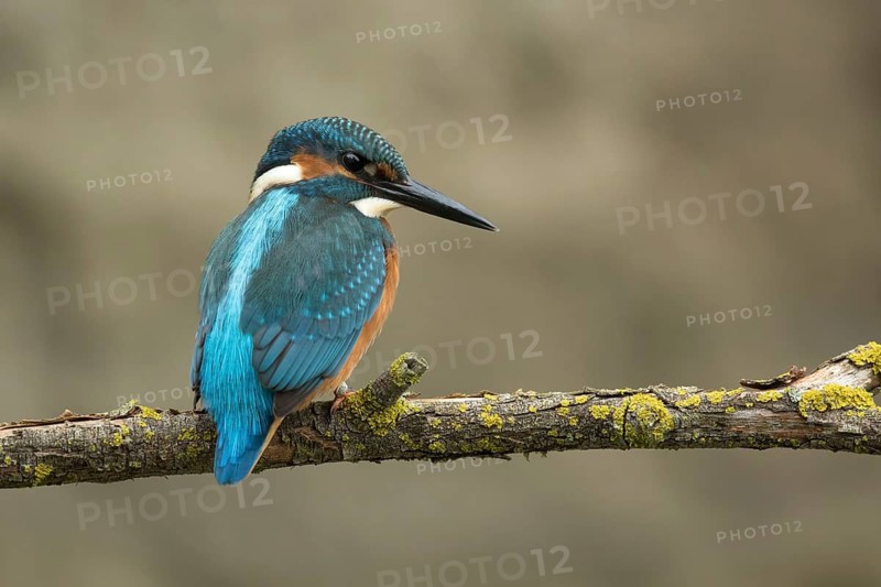 Ijsvogel juvenile man geringd, Kingfisher juvenile male ringed