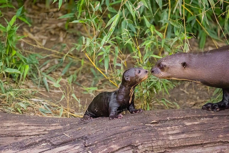 A two-year-old giant otter or giant river otter (Pteronura brasiliensis) cares for a 2-month-old sibling