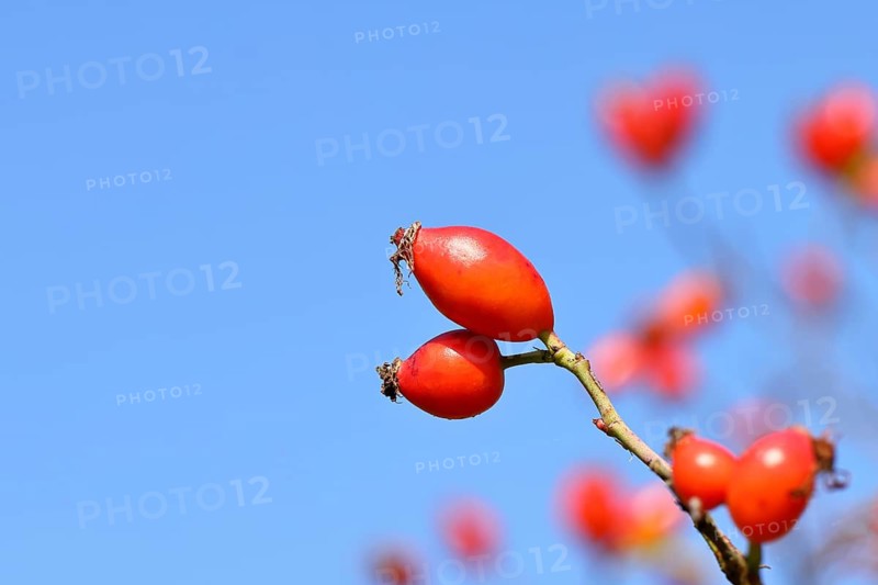 Ripe rosehip fruit of the dog rose (Rosa canina) on a branch, Wilnsdorf, North Rhine-Westphalia, Germany