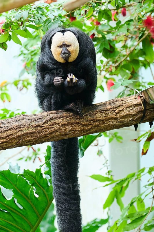 White-faced saki (Pithecia pithecia), male, portrait, captive, Germany