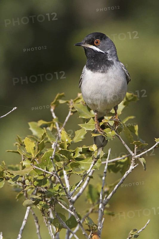 Rüppell's Warbler (Sylvia ruppeli) male, Silifke, Turkey