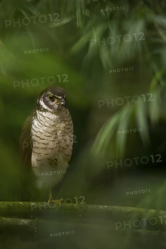 Barred forest falcon in cloud forest