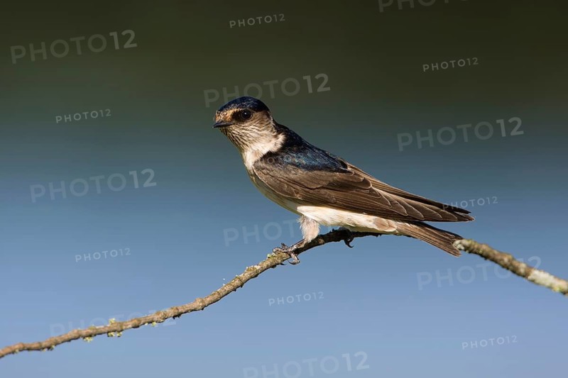 Tree Martin (Petrochelidon nigricans) perched on a twig, Victoria, Australia