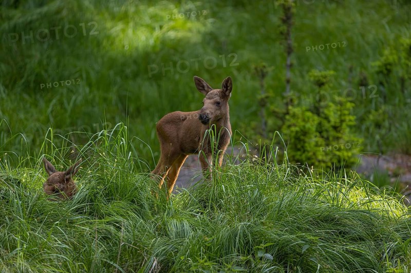 Two baby moose or elk, Alces alces, (19 days old, born May 8, 2020 on a meadow with tall fresh green grass