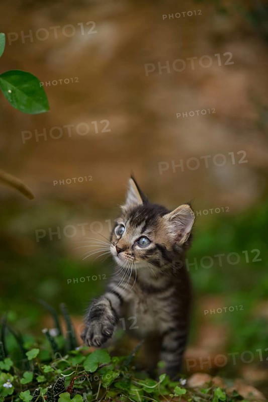 A small tabby kitten cautiously explores a lush garden, with its striking blue eyes wide open in curiosity. The kitten's soft fur and delicate paw are highlighted against the natural, verdant background