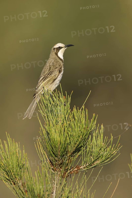 Tawny-crowned Honeyeater (Gliciphila melanops), Victoria, Australia