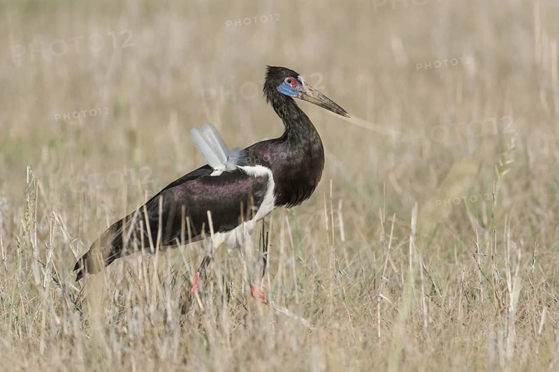 Abdim's Stork (Ciconia abdimii), Northern Cape, South Africa