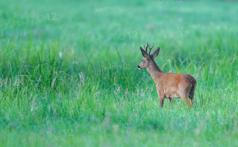 Roe deer (Capreolus capreolus), roebuck standing in a meadow, wildlife, Lower Saxony, Germany