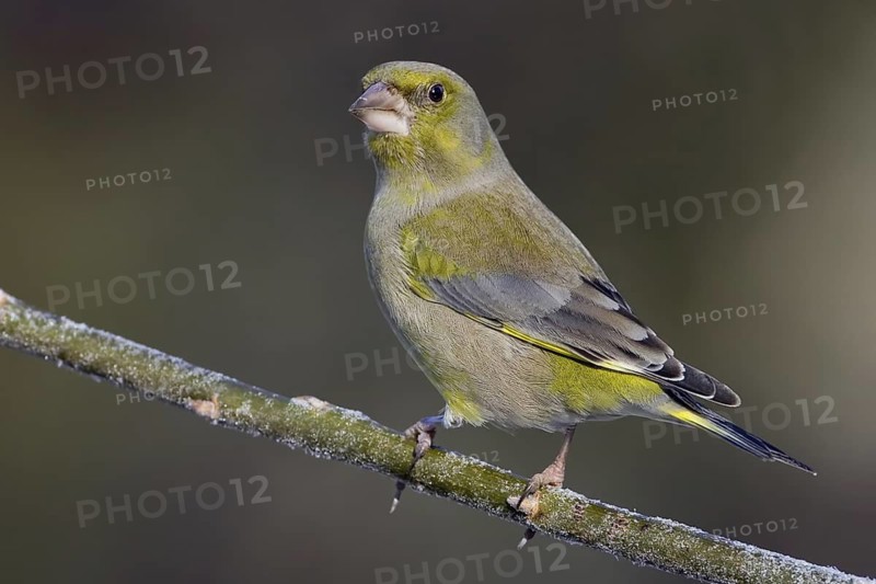 European Greenfinch (Chloris chloris), Saxony-Anhalt, Germany