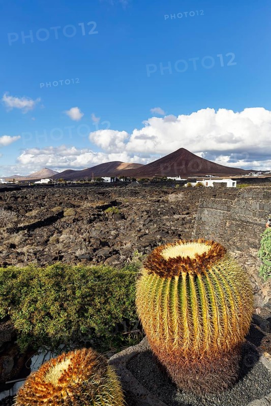 View of lava field and volcanic cone, cactus, former residence of the artist, Fundacion Cesar Manrique, Tahiche, Teguise, Lanzarote, Spain