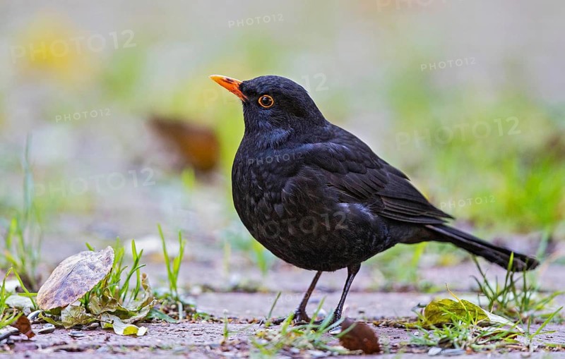 Common Blackbird (Turdus merula) male perched on the ground, Bavaria, Germany