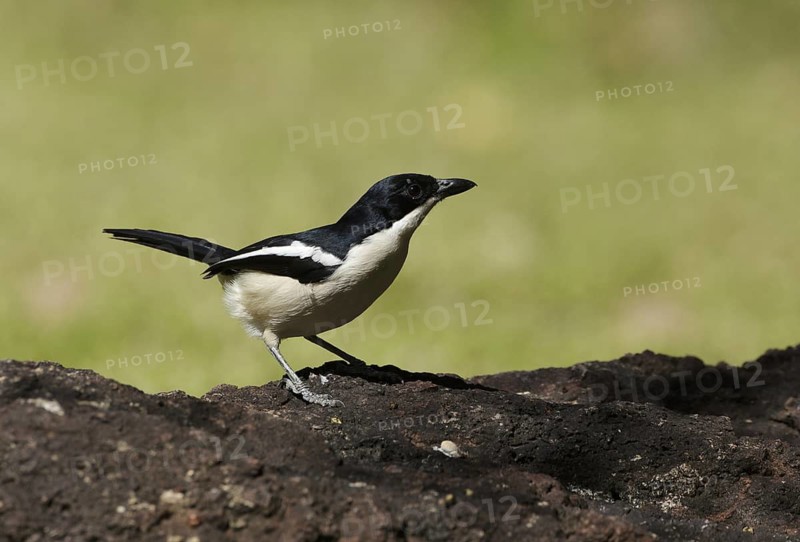 Tropical Boubou (Laniarius major), Chobe, Botswana