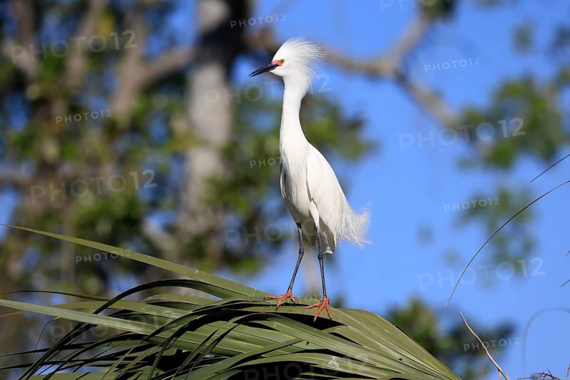 Great Egret (Egretta thula), adult, in breeding plumage, during breeding season, on tree, St. Augustine, Florida, North America, USA