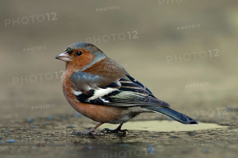 Vink drinkend op ijs, Common chaffinch drinking on ice