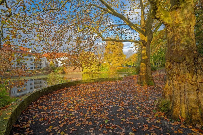 Weserglacis at the swan pond in autumn Minden Germany