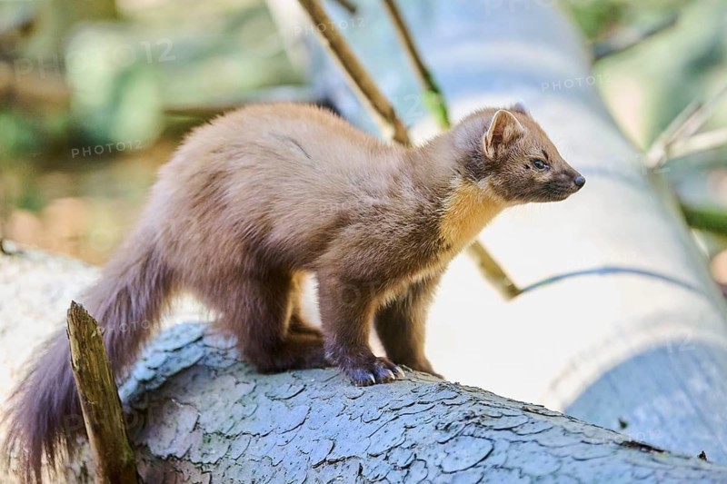 European pine marten (Martes martes) in a forest, Bavaria, Germany