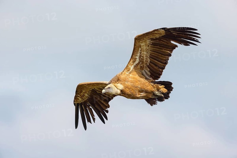 Griffon Vulture, Eurasian Griffon Vulture, Griffon Vulture, Eurasian Griffon, (Gyps fulvu), Vautour fauve, Buitre Leonado, Landing approach, Flight study, Hides De Calera / Valley Hide, Calera Y Chozas, Castilla La Mancha / Toledo, Spain