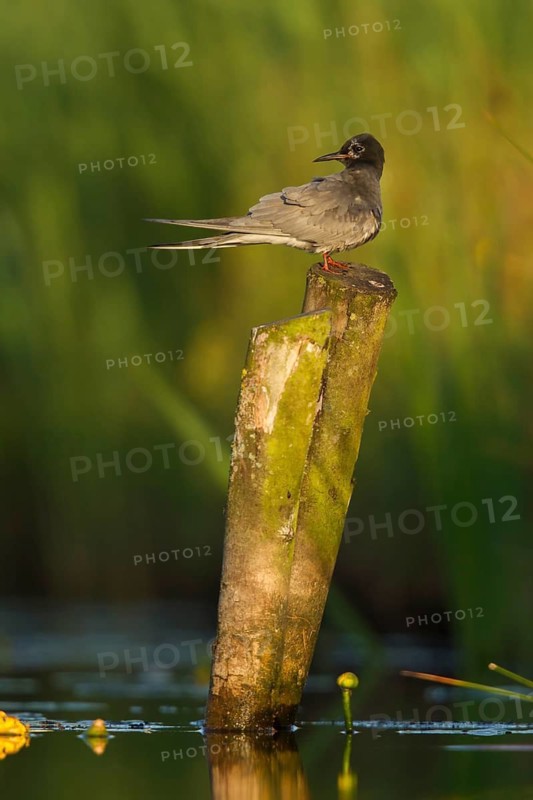 Black Tern (Chlidonias niger), Netherlands