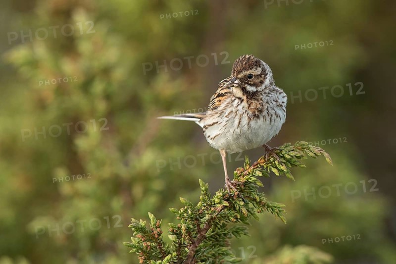 Common Reed Bunting (Emberiza schoeniclus) female with insects in its beak, Dalarna, Sweden