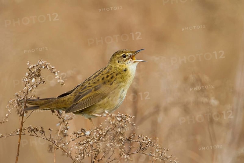Common Grasshopper Warbler (Locustella naevia) singing, Baden-Wuerttemberg, Germany