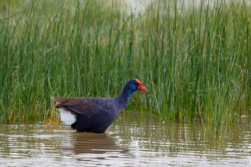 Western Swamphen (Porphyrio porphyrio) foraging, Spain