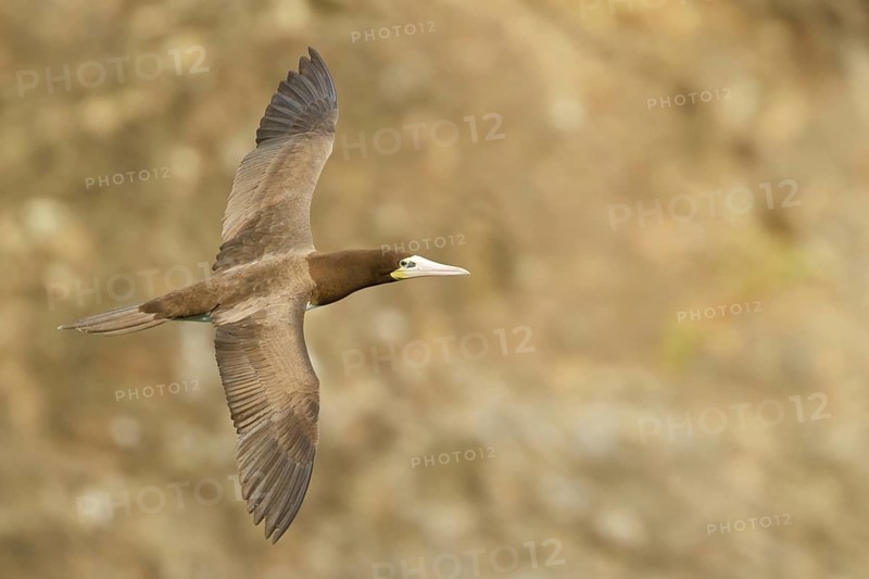 Brown Booby (Sula leucogaster) flying, Trinidad and Tobago